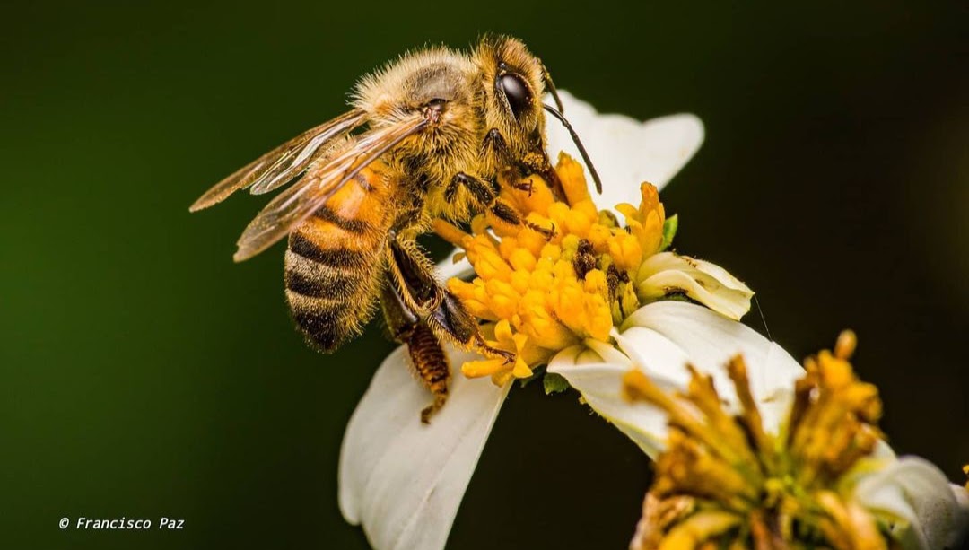 ¿Qué pasaría si murieran todas las abejas? - Ojalá