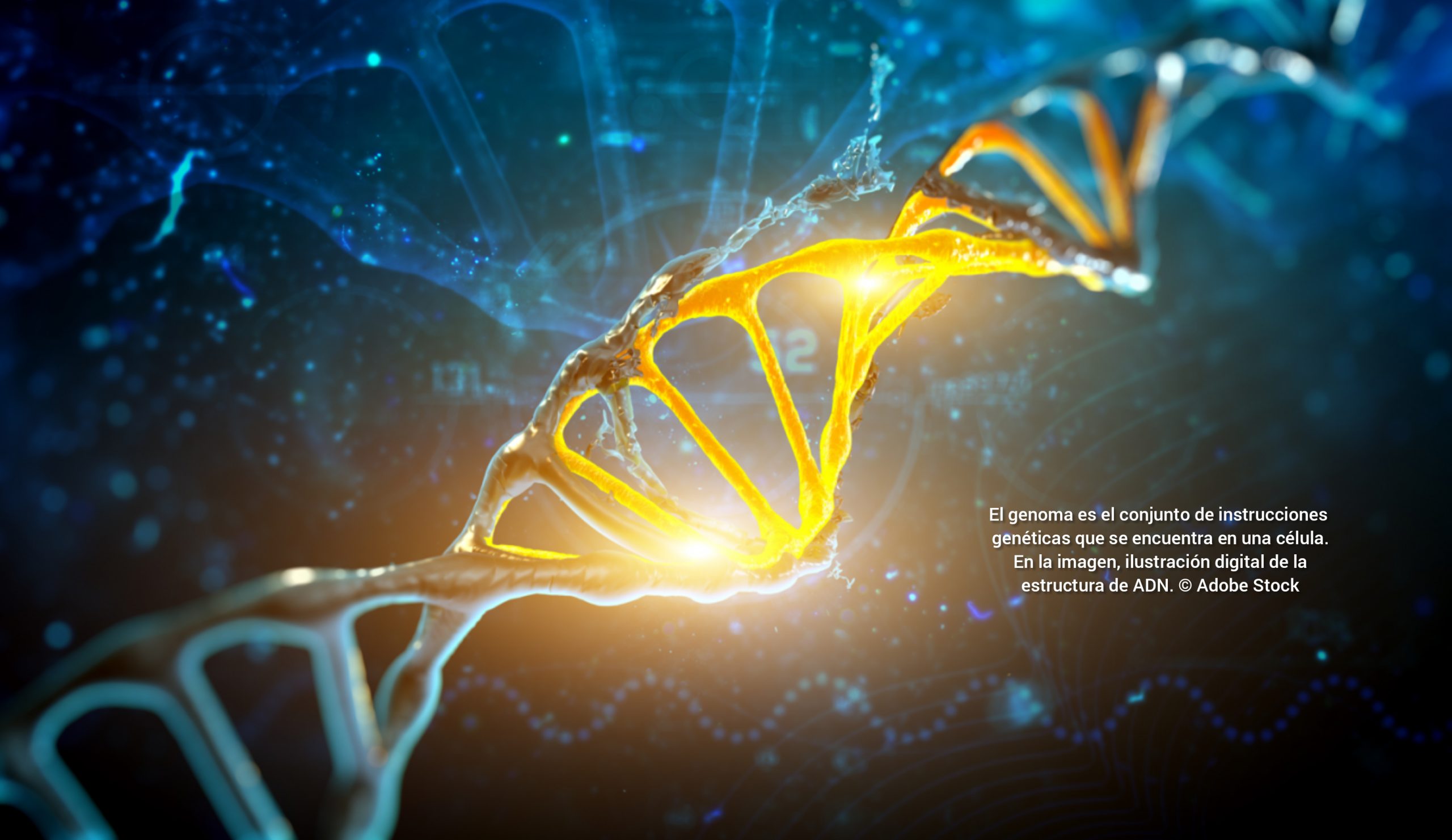 La línea germinal masculina es el motor de la evolución estructural del